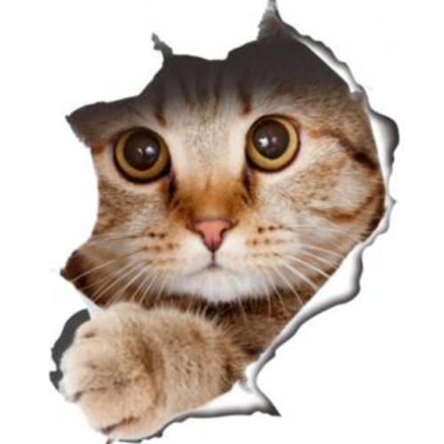 Winston& Bear 3D Cat 스티커 2 팩, 마스크, 마스크팩 - Peeking Cat 스티커 for Wall, Fridge, 변기 and 더 - 소매 팩, 마스크, 마스크팩aged Tabby Cat 데칼,도안