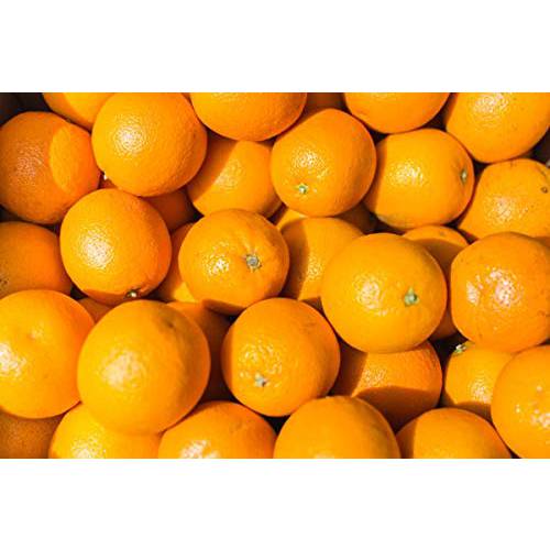 SweeterSorts Fresh Florida Juice Oranges, 16 Pieces (Oranges 6 Pieces)