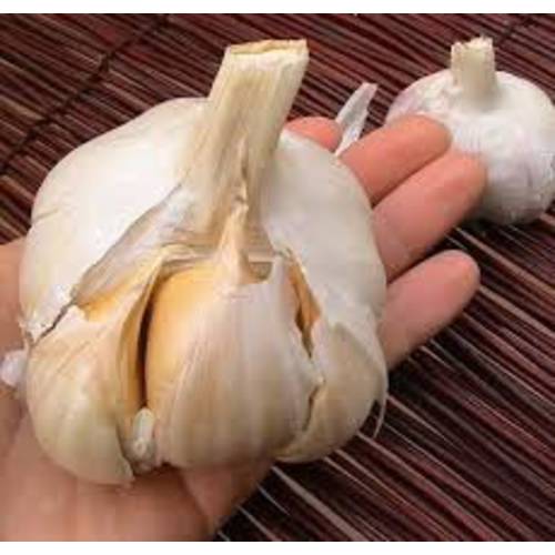 Elephant Garlic 2 Huge Bulbs Great for Fall Planting Non GMO Milder Tasting Garlic