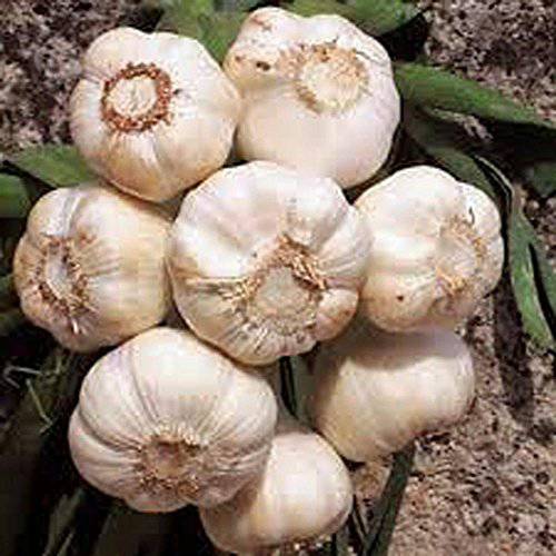 GARLIC BULB (5 Pack), FRESH CALIFORNIA SOFTNECK GARLIC BULB FOR PLANTING AND GROWING YOUR OWN GARLIC OR GREAT FOR EATING AND COOKING