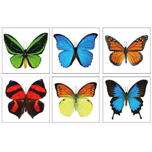 Large Butterfly Temporary Tattoos by Butterfly Utopia (6 Sheets)