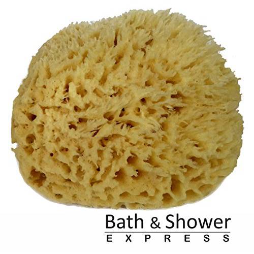 Sea Wool Sponge 6-7 (X-Large) by Bath & Shower Express ® Natural Renewable Resource