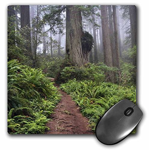 3dRose 8 x 8 x 0.25 Inches 마우스 Pad, Path, Giant Redwood Trees, 캘리포니아 (mp_88620_1)