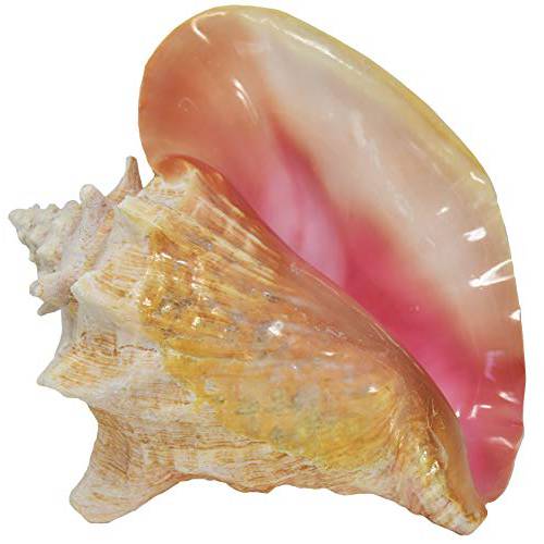 라지 Bahama 퀸 조가비 Seashell ( 핑크) - Bahamas 핑크 조가비 쉘 - 7-9 인치 by Nautical 비치 장식